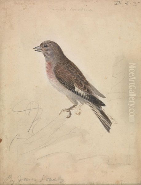 A Bird - view 1