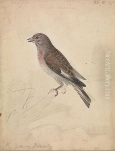 A Bird by James Sowerby