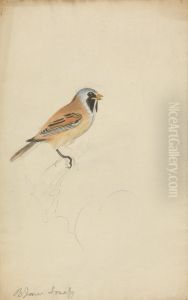 A Bird by James Sowerby