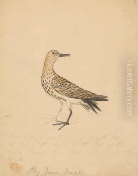 A Bird - view 1