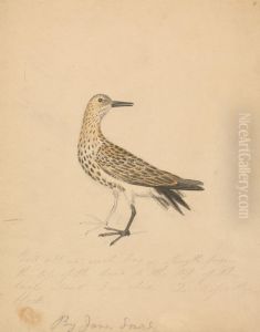 A Bird by James Sowerby