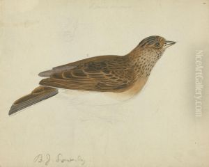 A Bird by James Sowerby