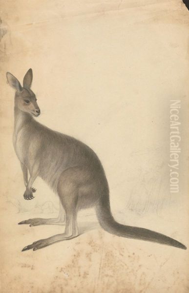 A Kangaroo with three kangaroos in the background - view 1