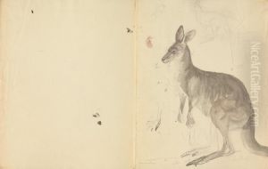 Two Kangaroos with Details