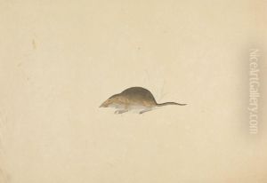 A Shrew