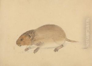 A Vole by James Sowerby