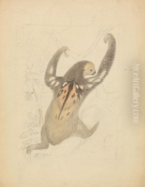 A Three-fingered Sloth - view 1