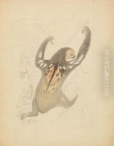 A Three-fingered Sloth by James Sowerby