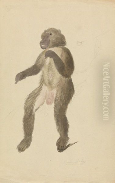 A Baboon - view 1