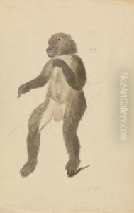 A Baboon A Baboon