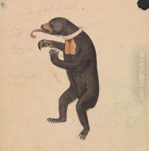 A Sun-Bear by James Sowerby