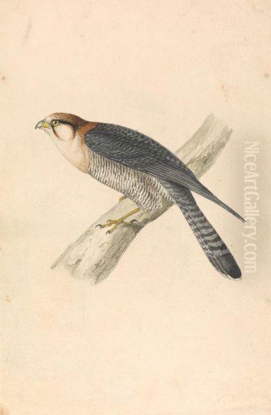 Rufous Necked Falcon - view 1