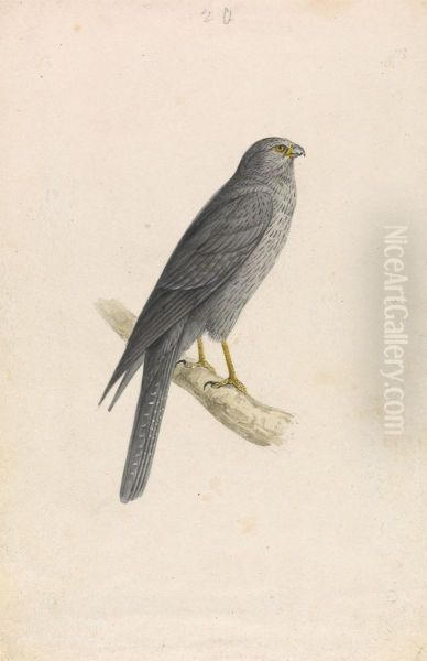 Sooty Falcon - view 1