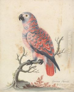 Guinea Parrot