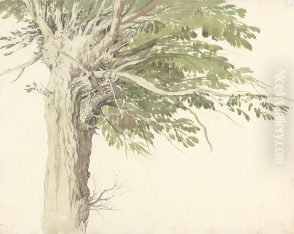 Study of a Pollarded Tree - a Willow - view 1