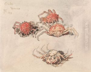 Studies of Spider Crabs, Venice