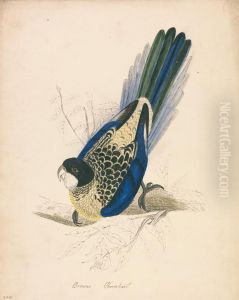 Brown's Parakeet by Edward Lear