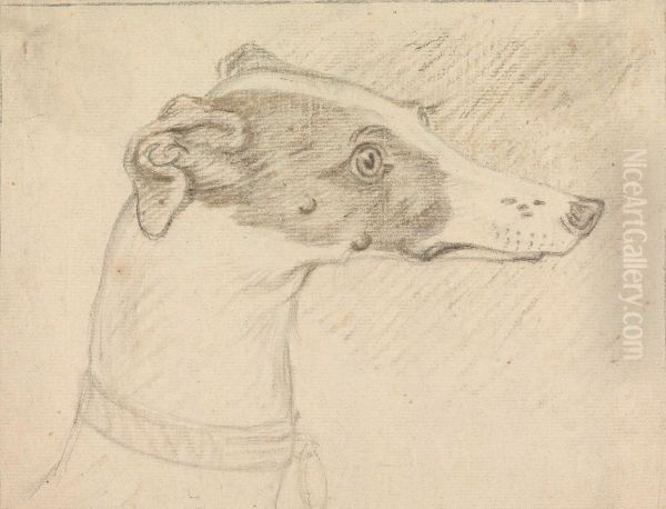 Head Portrait of Grayhound - view 1