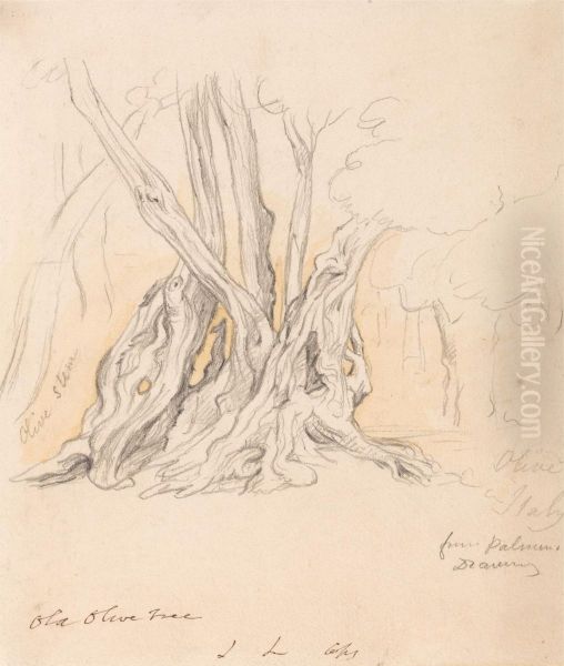 Old Olive Tree - view 1