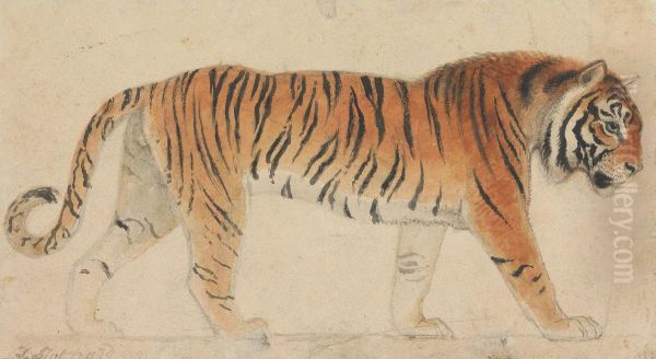 A Tiger, Full-Length, in Profile, Walking Towards Right - view 1