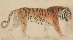 A Tiger, Full-Length, in Profile, Walking Towards Right by Thomas Stothard