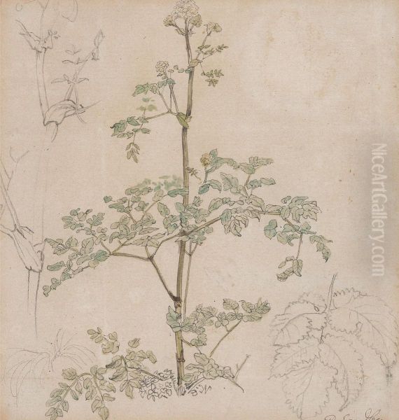 Study of Cow Parsley - view 1