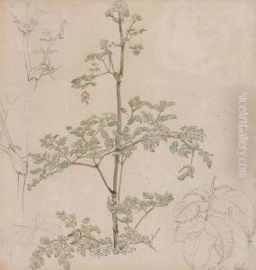 Study of Cow Parsley