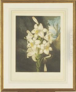Dr. Thornton's Temple Of Flora by James Caldwall