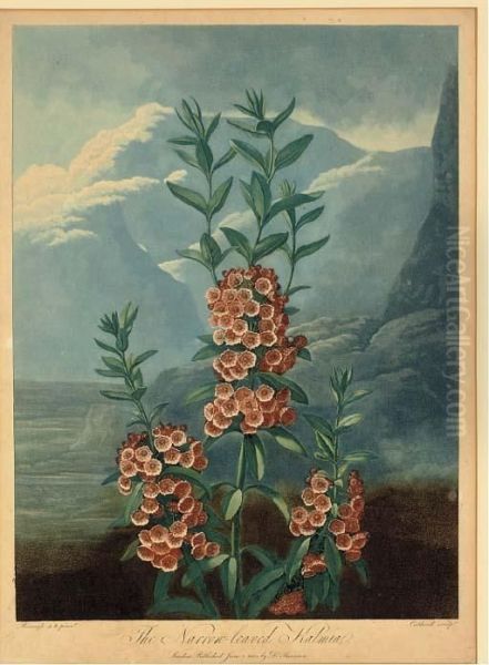 The Narrow-leaved Kalmia, From Dr. Thornton's Temple Of Flora - view 1