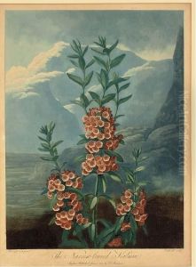 The Narrow-leaved Kalmia, From Dr. Thornton's Temple Of Flora by James Caldwall