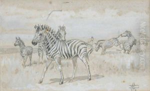 Zebra's