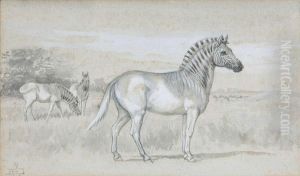 Studie Voor Zebra's