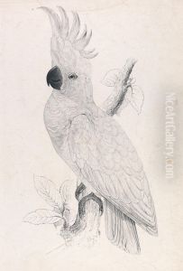 Lesser Sulphur-crested Cockatoo (Plate 4) by Edward Lear