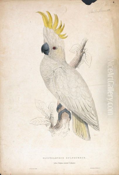 Plyctophus Sulphureus / Lesser Sulphur-crested Cockatoo (Plate 4) - view 1