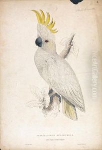 Plyctophus Sulphureus / Lesser Sulphur-crested Cockatoo (Plate 4) by Edward Lear