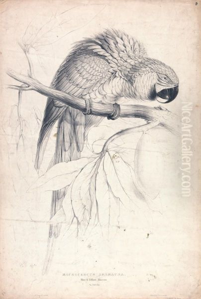 Macrocerus Ararauna / Blue and Yellow Maccaw / 2/3 Nat. size (Plate 8) - view 1