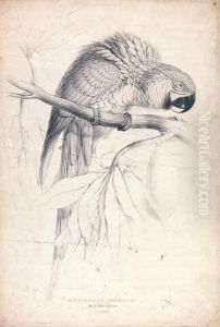 Macrocerus Ararauna / Blue and Yellow Maccaw / 2/3 Nat. size (Plate 8) by Edward Lear