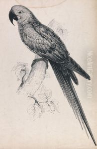 Hyacinthine Maccaw (Plate 9) Hyacinthine Maccaw (Plate 9)