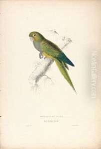 Psittacara Naria / Dwarf Parrakeet Maccaw (Plate 12) Psittacara Naria / Dwarf Parrakeet Maccaw (Plate 12)