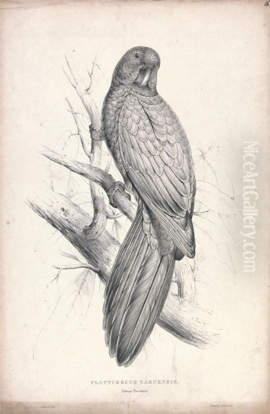 Platycereus Tabuensis / Tabuan Parrakeet (Plate 16) - view 1
