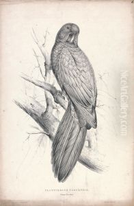 Platycereus Tabuensis / Tabuan Parrakeet (Plate 16)