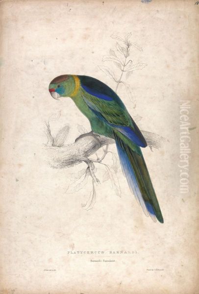 Platycerus Barnardi / Barnard's Parrakeet (Plate 18) - view 1