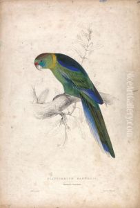 Platycerus Barnardi / Barnard's Parrakeet (Plate 18) by Edward Lear
