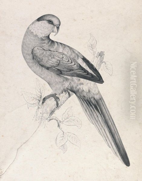 Red-capped Parrakeet, male (Plate 21) - view 1