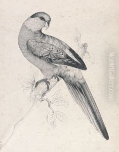 Red-capped Parrakeet, male (Plate 21) by Edward Lear