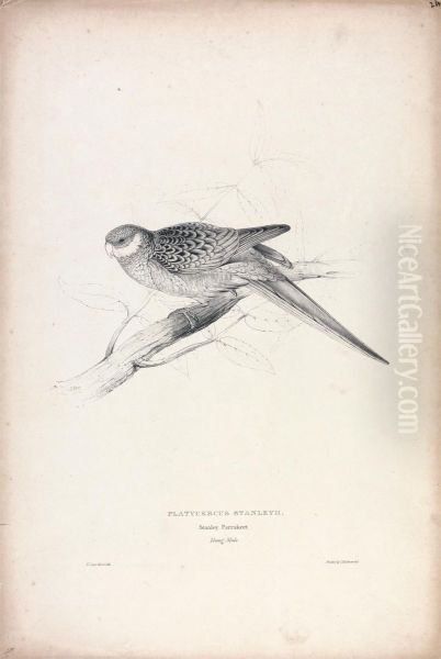 Platycercus Stanley II / Stanley Parrakeet (Young Male) (Plate 24) - view 1