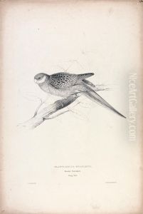 Platycercus Stanley II / Stanley Parrakeet (Young Male) (Plate 24) by Edward Lear