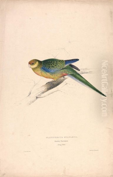 Platycercus Stanley II / Stanley Parrakeet (young male) (Plate 24) - view 1