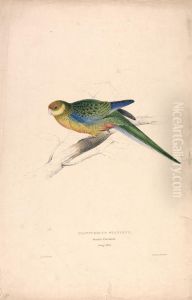 Platycercus Stanley II / Stanley Parrakeet (young male) (Plate 24) by Edward Lear