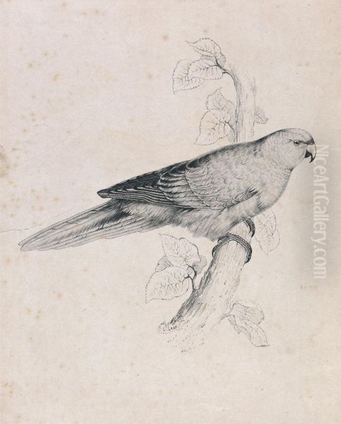 Pacific Parrakeet (Plate 26) - view 1